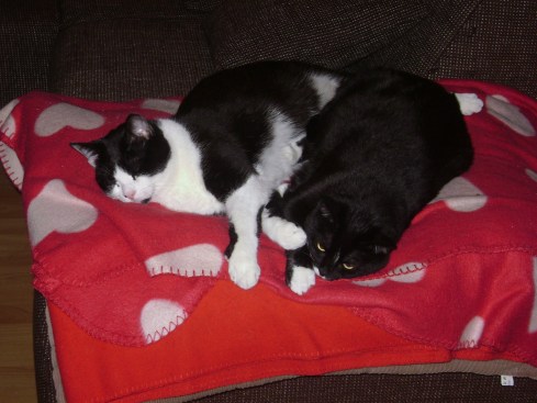 Rico and Juno snuggle together on a cushion